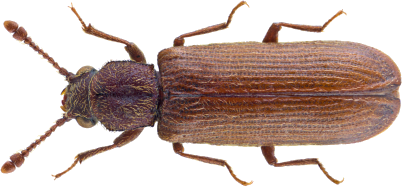 File:LyctusBeetle.png